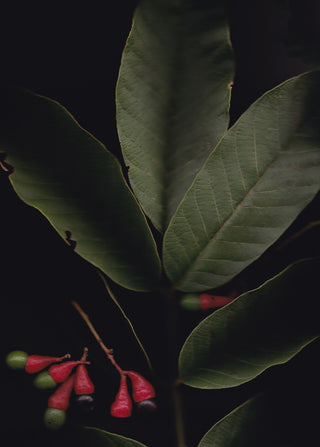 plant |